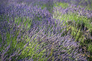 Fototapeta na wymiar Lavender farm in California. Beautiful flowers in bloom on sunny summer day