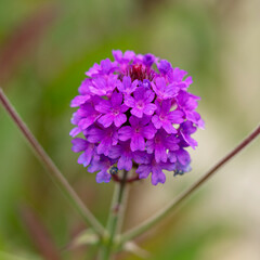 Obraz premium Closeup of pretty little purple Verbena flowers, variety Santos Purple
