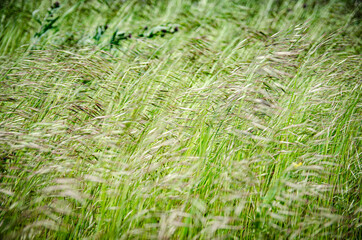 TALL GREEN GRASS IN SUMMER BY DAY