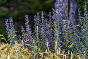 Obraz premium varied herbs illuminated by the evening sun
