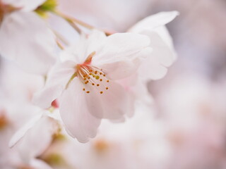 Naklejka na ściany i meble 空を背景とした桜の花