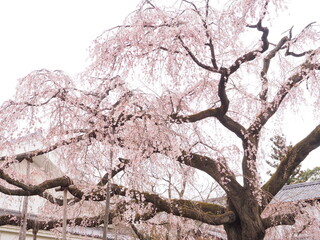 桜の木と花