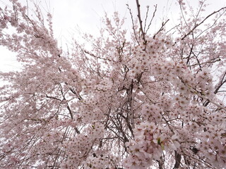桜の木と花
