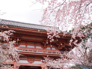 醍醐寺の山門と桜