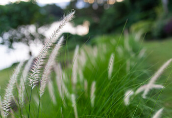grass flowers in green garden, nature background in evening time