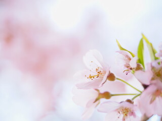 空を背景とした桜の花