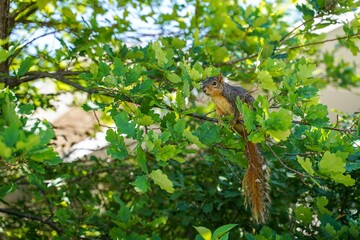Squirrel in Tree