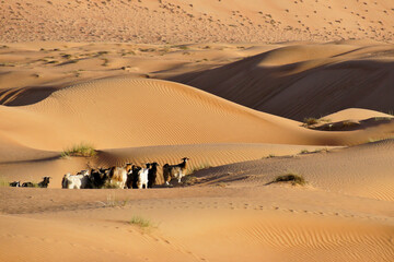 Fototapeta na wymiar Bedu (Bedouin) goats at Wahiba Sands (Sharqiya Sands), Oman