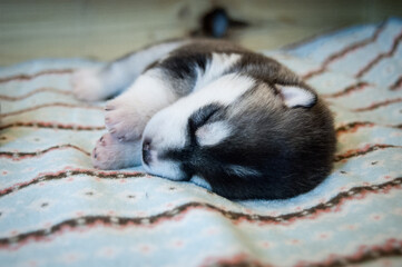 Black and white cute husky puppy sleeping on a soft colored blanket