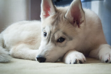 Sweet young husky dog lying on a sofa and looks to the camera