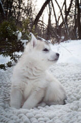 Fluffy grey little dog siting near the tree on a white snow and looks so sweet
