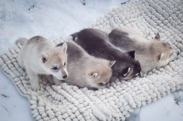 Four little dog babies lies on a soft white carpet between the snow