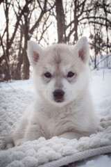 Fluffy beautiful dog baby sits on a snow and looking front