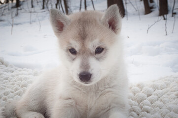 Portrait of little grey husky puppy, that sits on a snow near brown trees