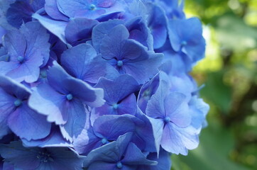 Faint Blue Flower of Hydrangea in Full Bloom