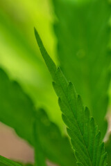 close up of a section of a cannabis leave 