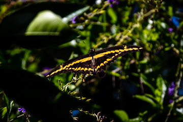 butterfly on a branch