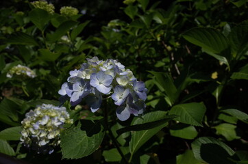 Faint Blue Flower of Hydrangea in Full Bloom