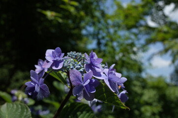 Faint Blue Flower of Hydrangea in Full Bloom