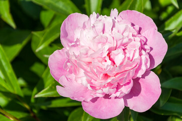 A large pink peony flower close-up on a blurry background of green leaves bloomed in the garden.