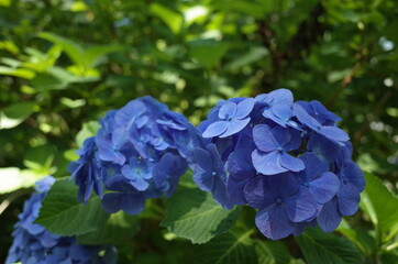 Faint Blue Flower of Hydrangea in Full Bloom