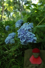 Faint Blue Flower of Hydrangea in Full Bloom