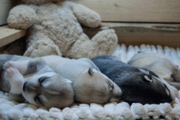 Few husky babies sleeping on a different sides with a beige plush toy