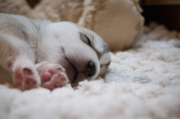 Cute grey and white husky baby sleep on a soft white carpet
