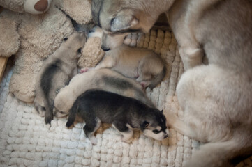Few puppies lies with a husky mommy on a white soft carpet