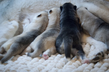 Photo of cute dog butts and tails. A few fluffy husky puppies greedily and deliciously drink breast milk on a light background