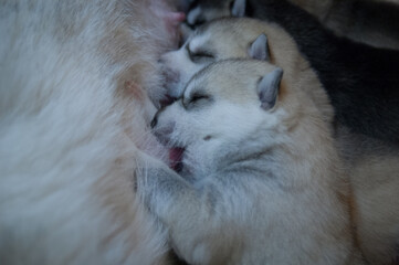 Fototapeta premium Few husky puppies eating dog mother's milk