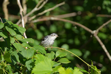 Female Black and White warbler perched on a branch 