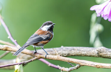 A chestnut backed chickadee 