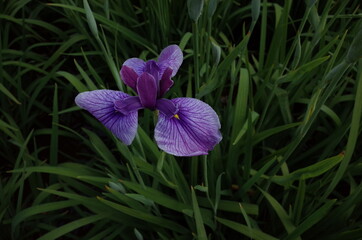 Light Purple Flower of iris in Full Bloom