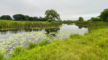 pond marsh lily pads golf course
