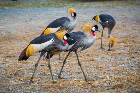 Grey Crowned Crane