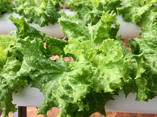 Fresh lettuce leaves, close up view. Lettuce developed with organic farming. Agricultural hydroponics