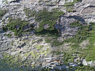 Close-up photo of mossy bark