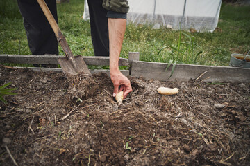 Young Caucasian man planting ginger in his spring garden.