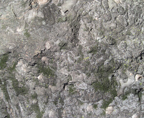 Close-up photo of mossy bark