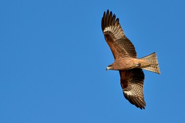 青空バックに頭上を悠然と飛ぶトビ