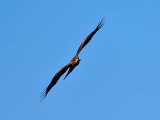 青空バックに旋回するトビの飛翔シーン