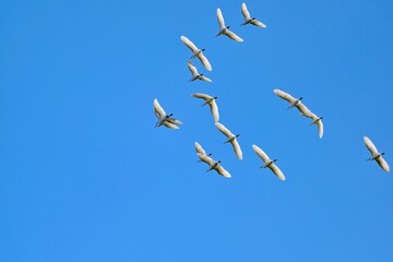 青空バックに飛ぶコサギの群れの飛翔シーン