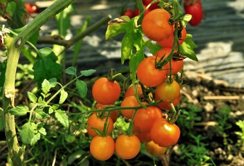 オレンジ色のとまと