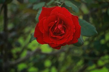 red rose in garden
