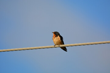 Baby Barn Swallow bird sits alone perched on a wire