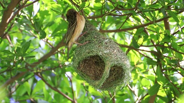 Sparrow bird nesting on in tree,ricebird,weaverbird
