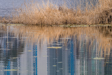 Reflections in water