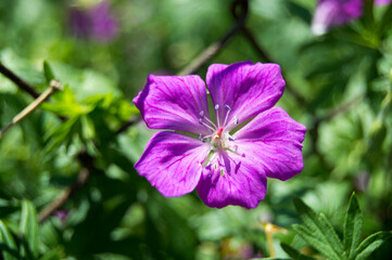 Fototapeta premium purple flowers in the garden