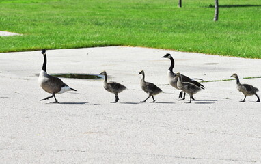 Fototapeta premium Canada Goose Family